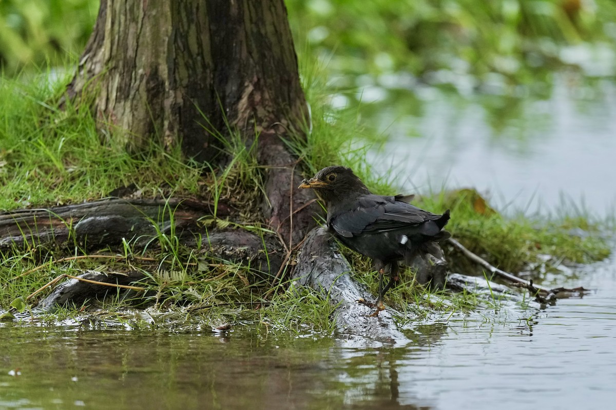 Chinese Blackbird - ML623980076