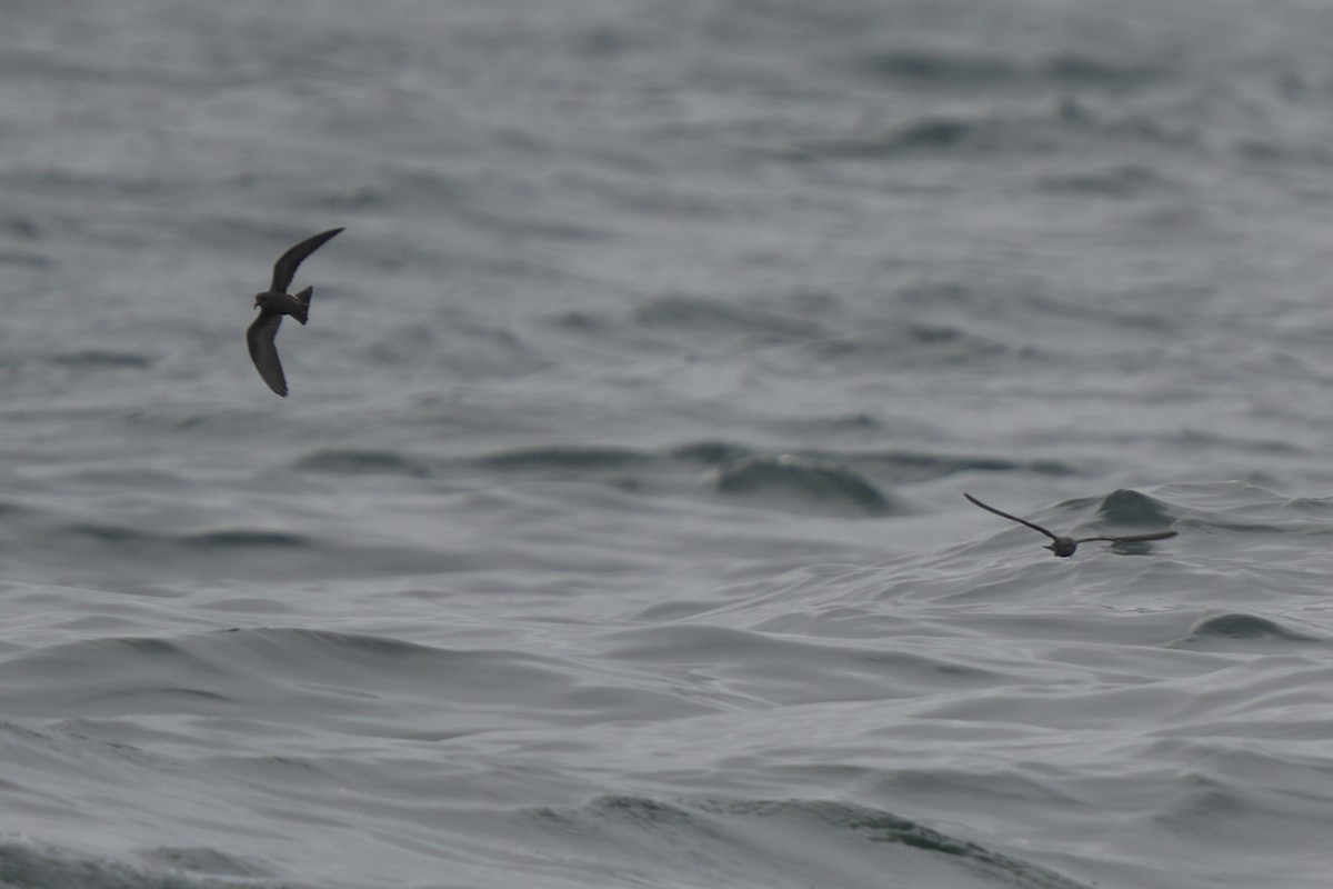 Leach's Storm-Petrel - ML623980088