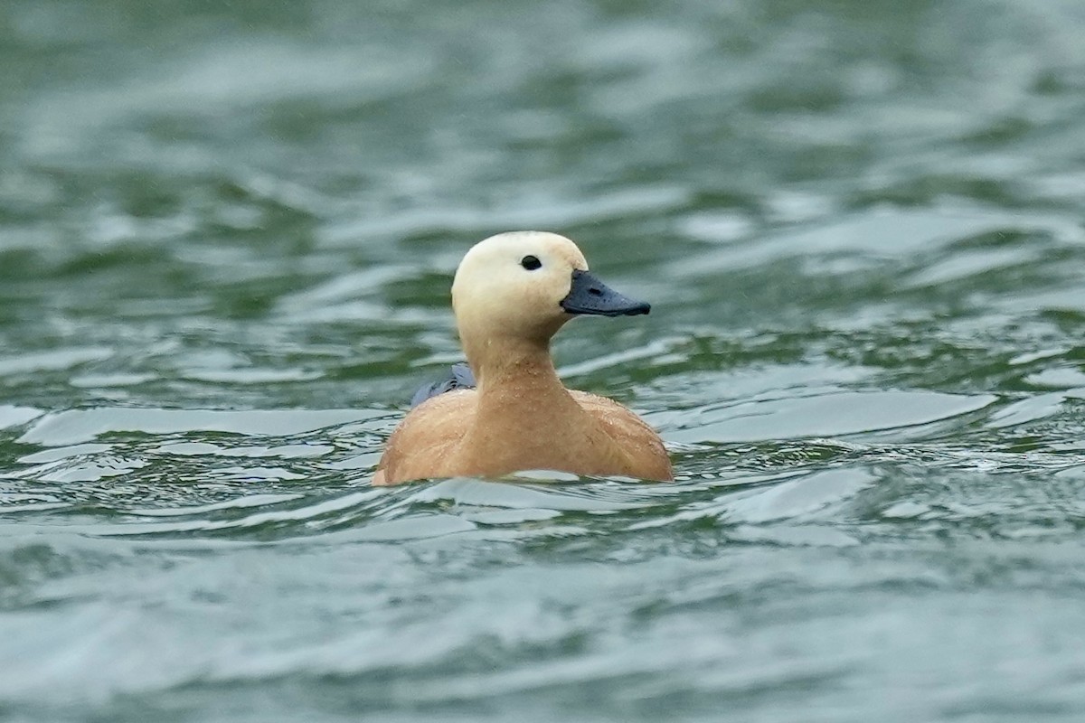 Ruddy Shelduck - Pine Cone