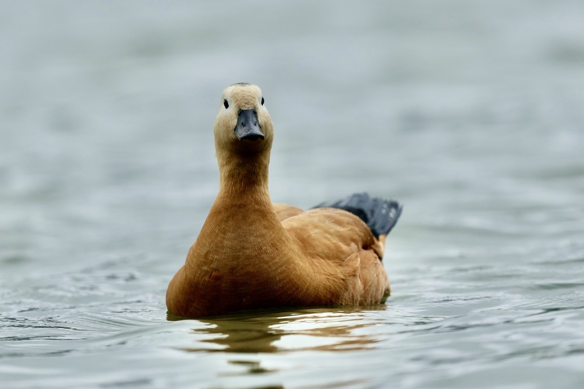 Ruddy Shelduck - ML623980108