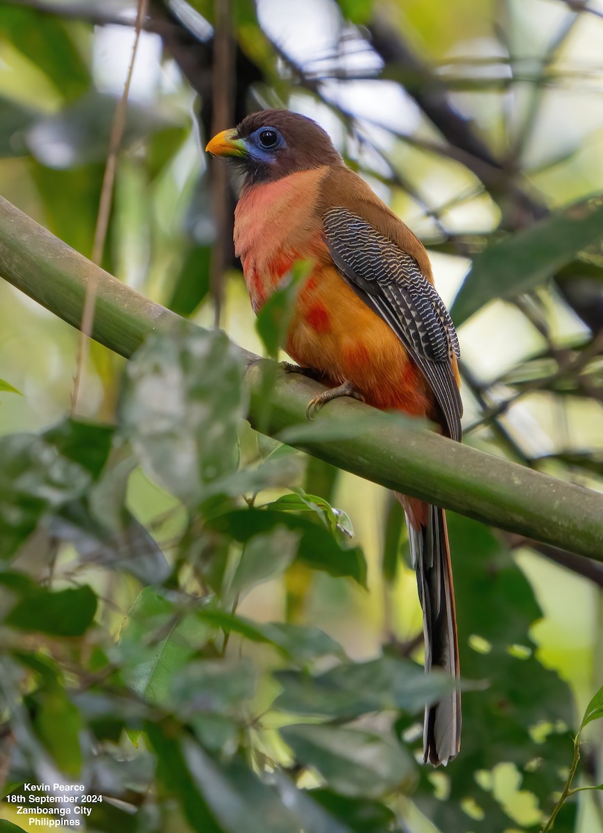 trogon filipínský - ML623980140