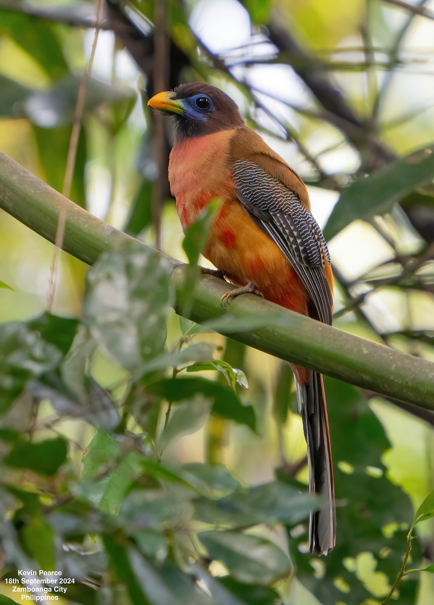 Philippine Trogon - ML623980141