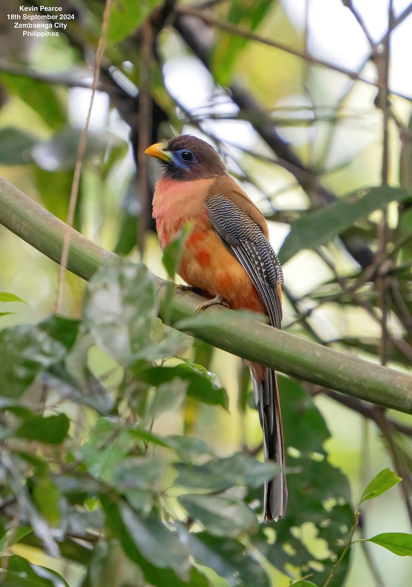 Philippine Trogon - ML623980142