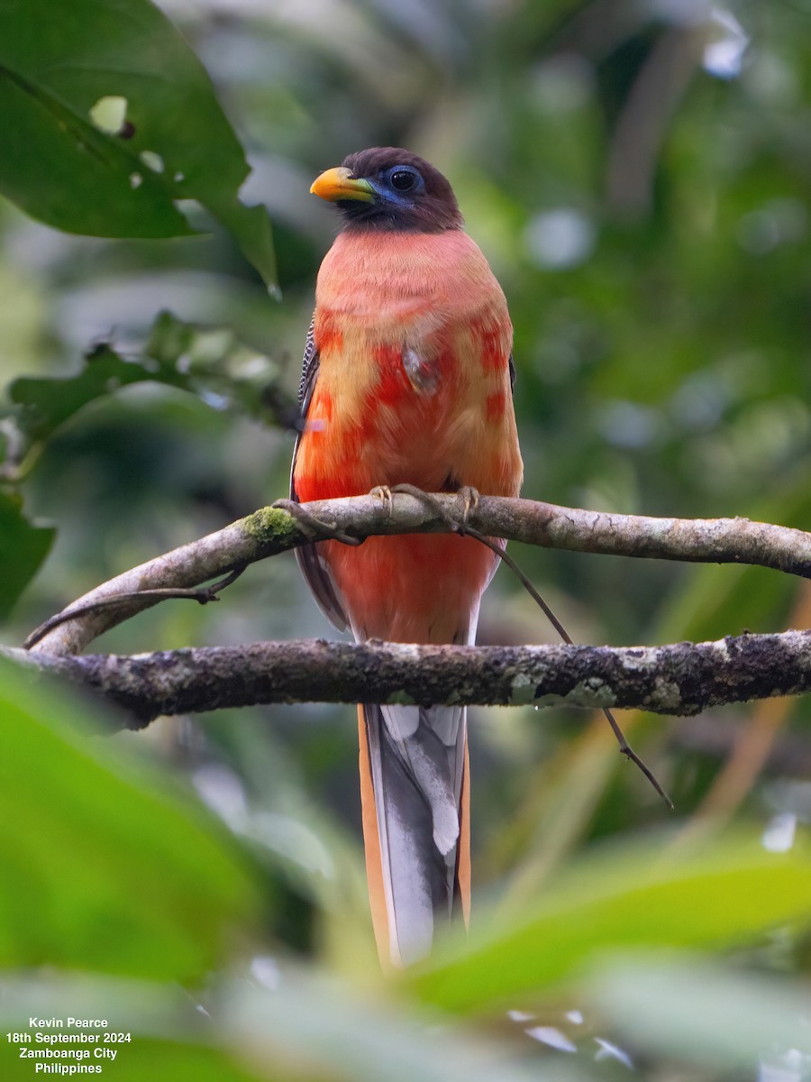 Philippine Trogon - ML623980143