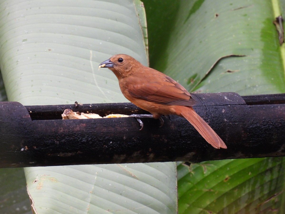 White-lined Tanager - Shawn McMahon