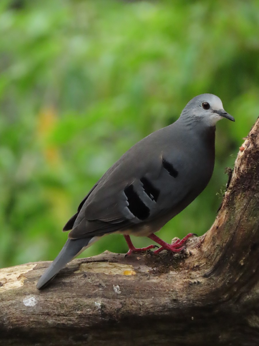 Maroon-chested Ground Dove - ML623980167