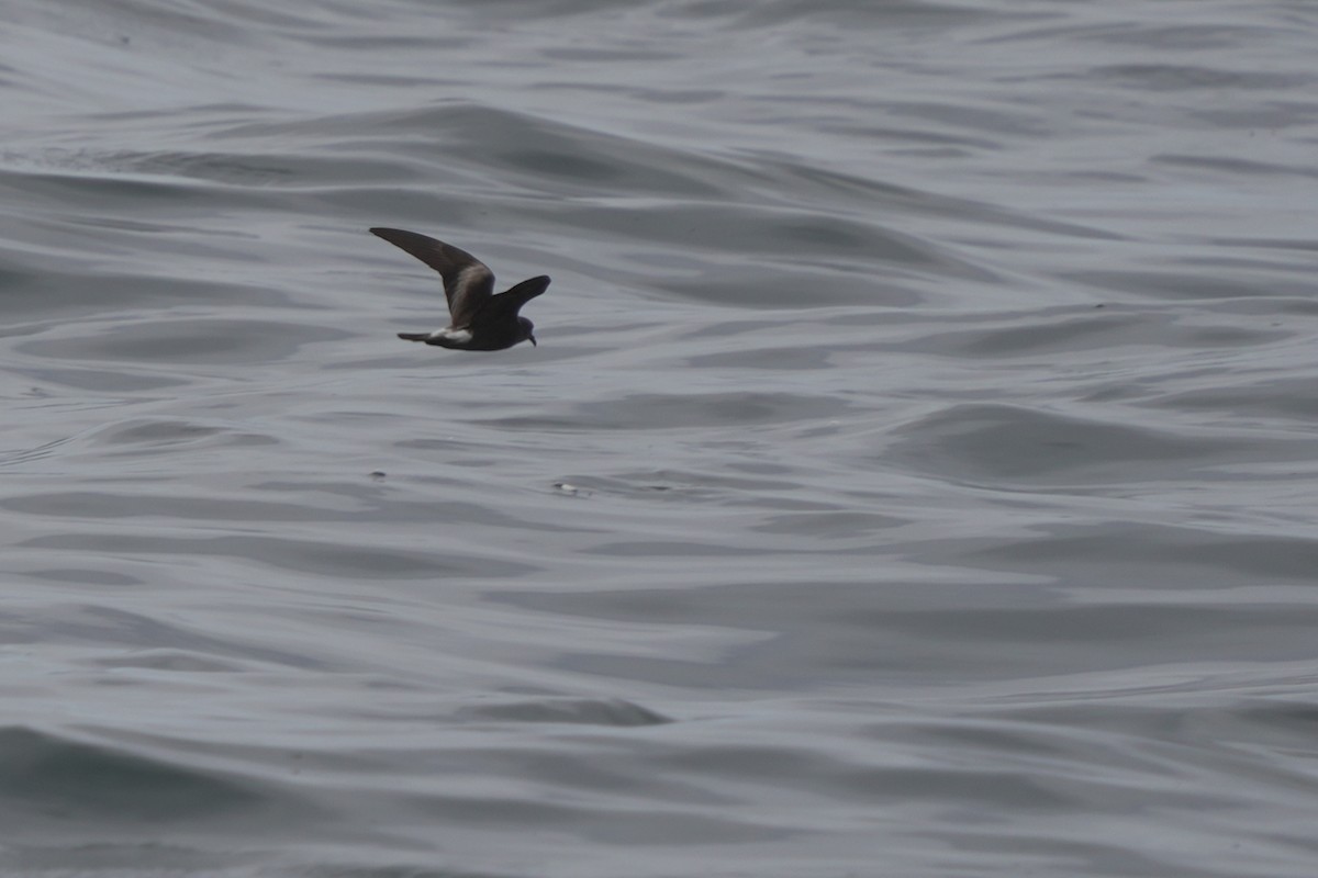 Leach's Storm-Petrel - ML623980185