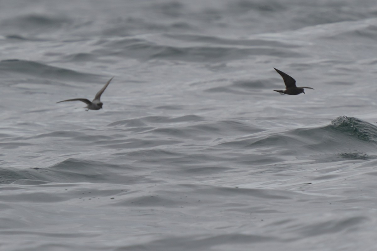 Leach's Storm-Petrel - ML623980187