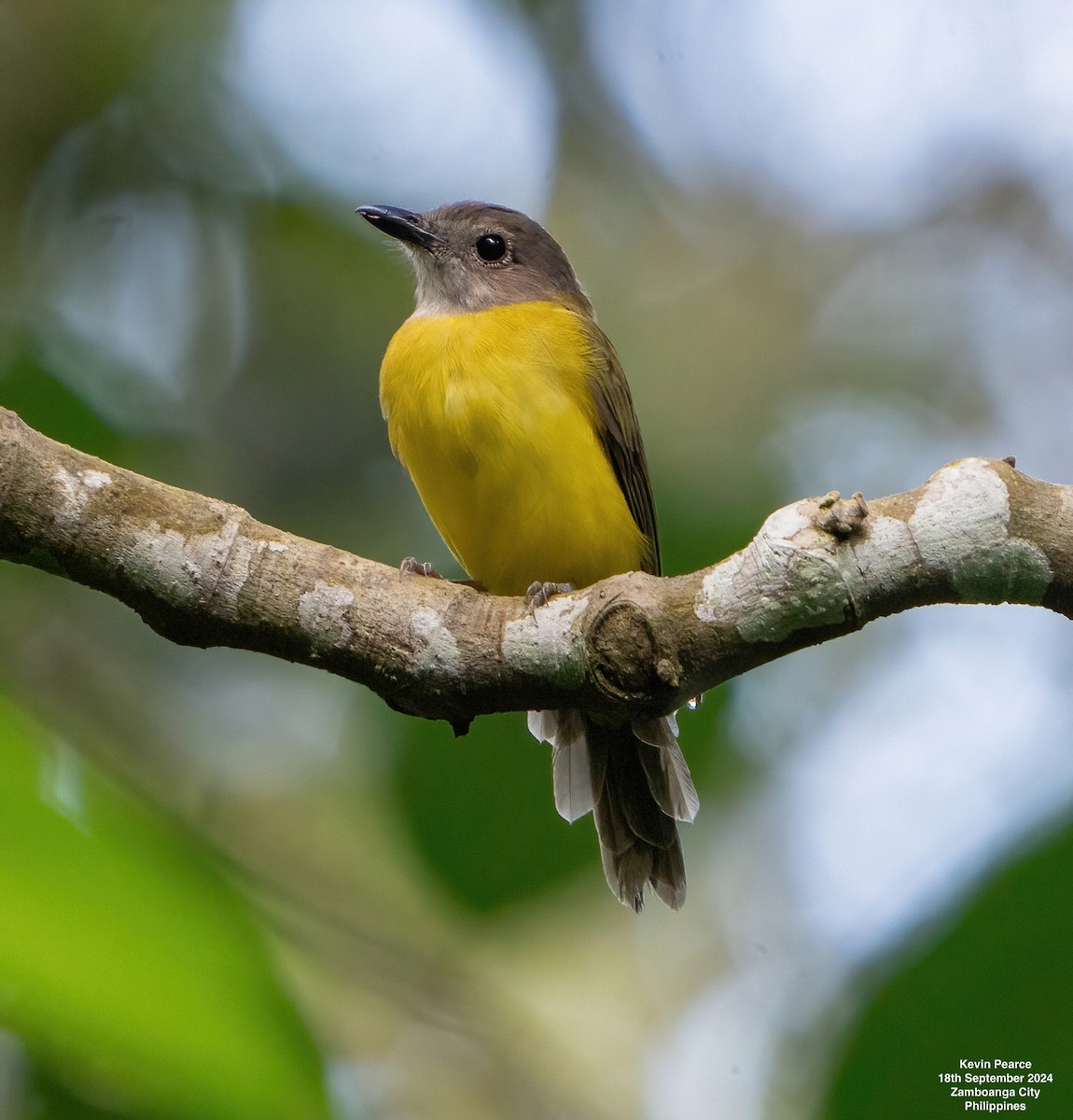 Yellow-bellied Whistler - ML623980189