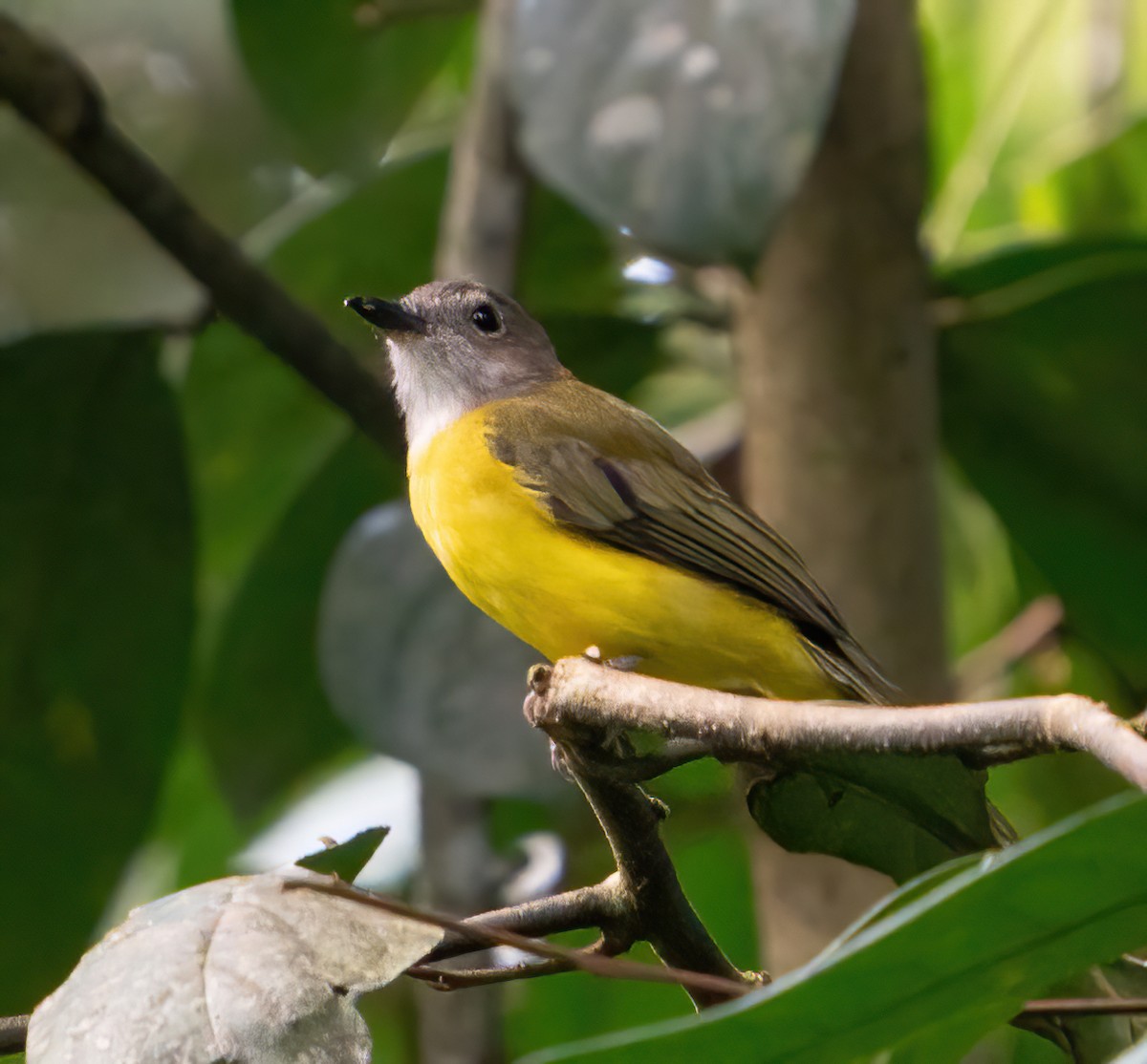 Yellow-bellied Whistler - Kevin Pearce