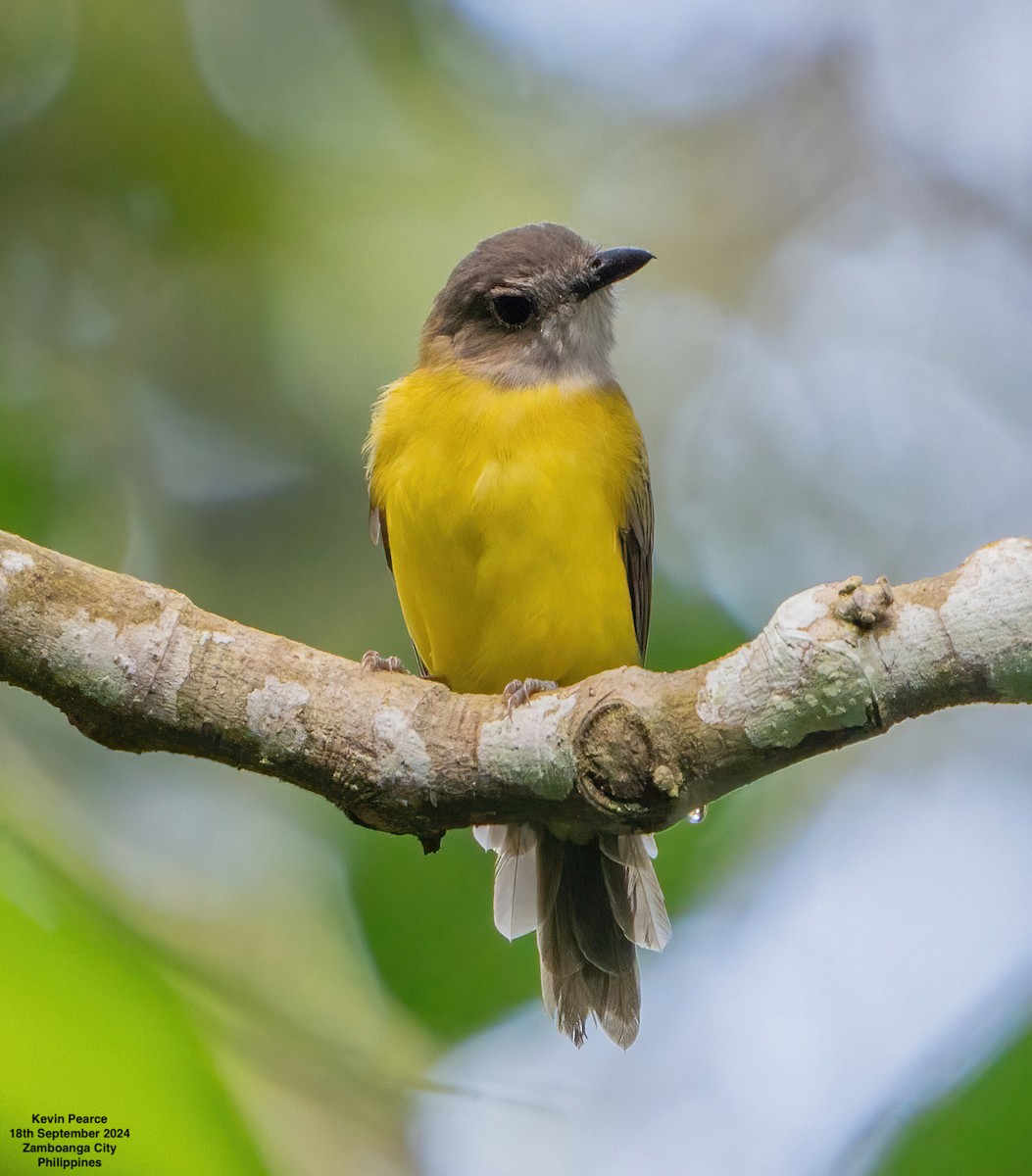 Yellow-bellied Whistler - ML623980191