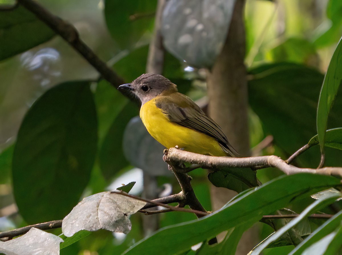 Yellow-bellied Whistler - ML623980192