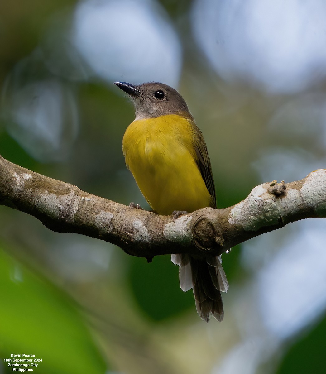 Yellow-bellied Whistler - ML623980193