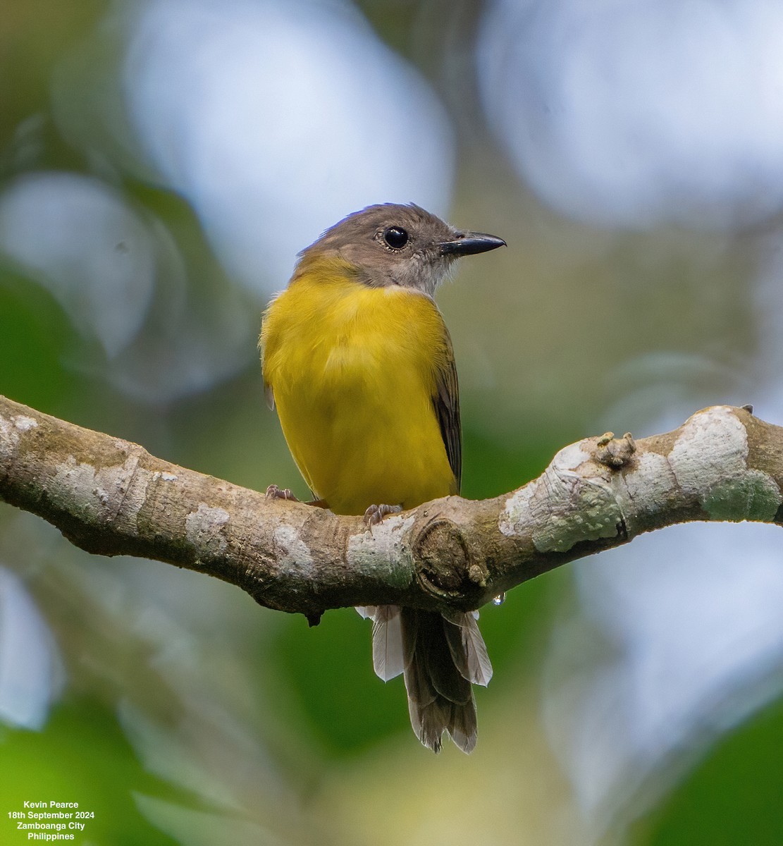 Yellow-bellied Whistler - ML623980194