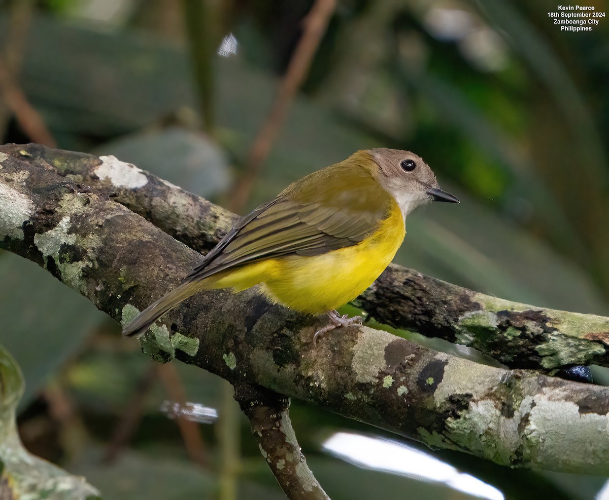 Yellow-bellied Whistler - ML623980195