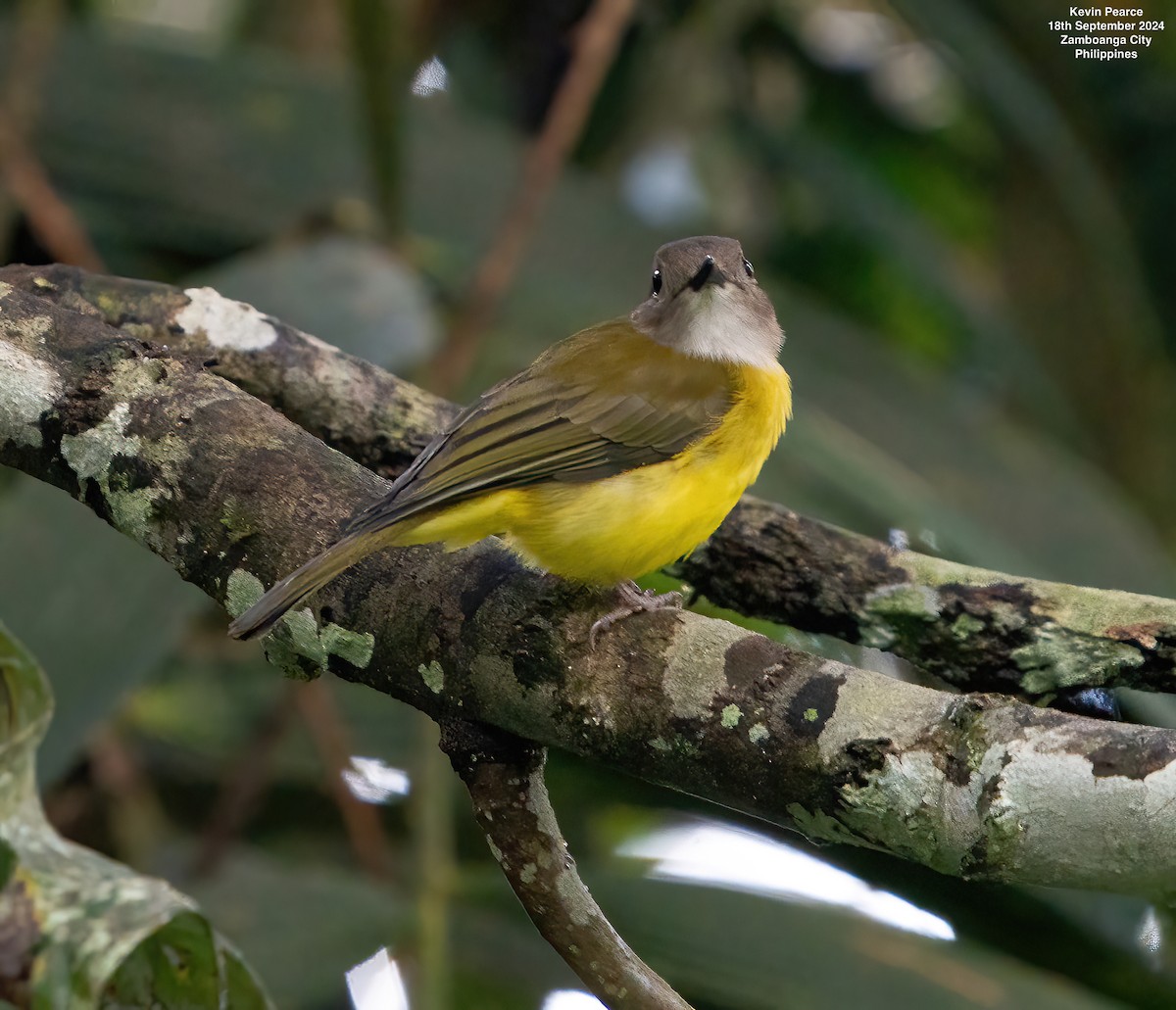 Yellow-bellied Whistler - ML623980196