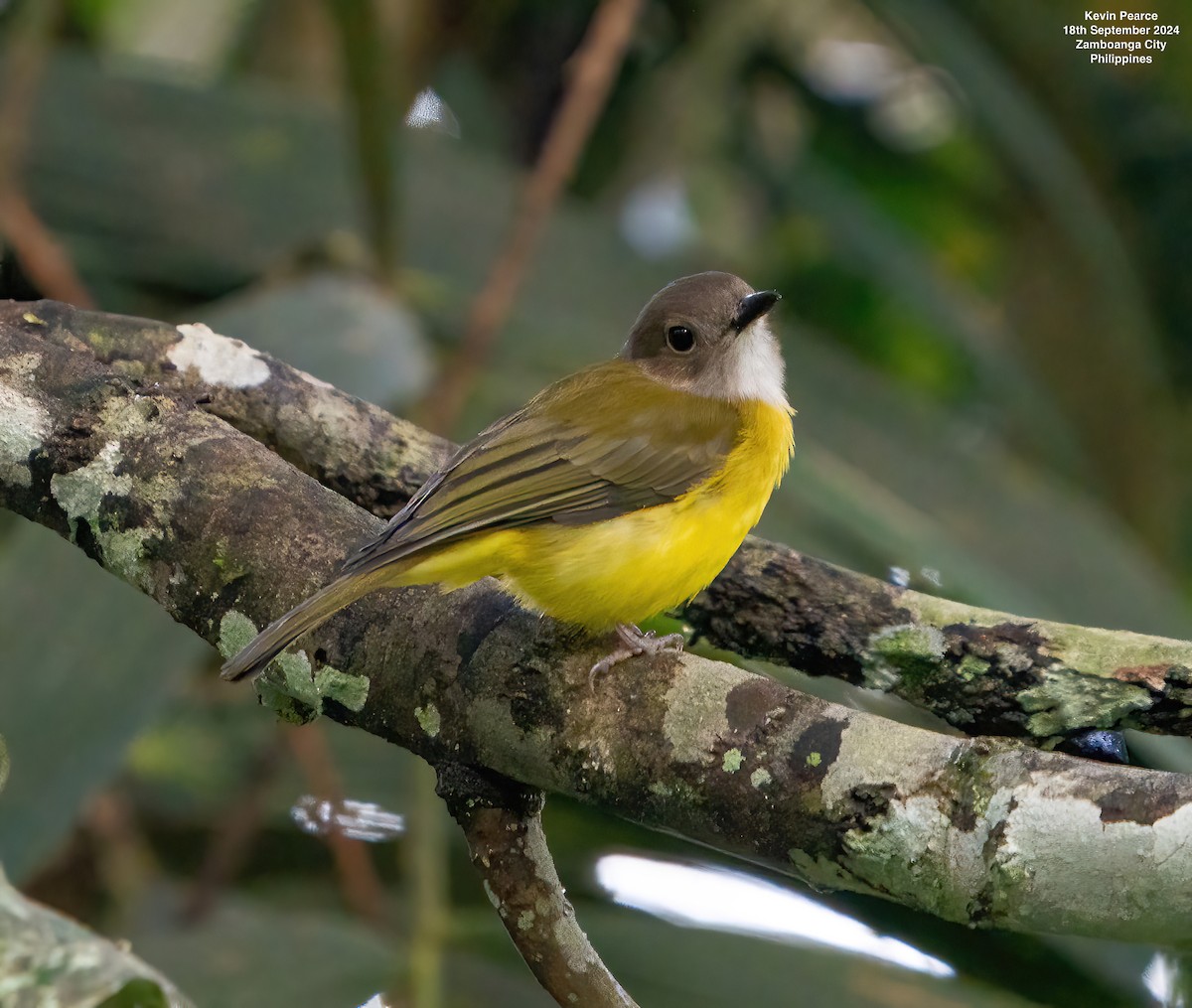 Yellow-bellied Whistler - Kevin Pearce