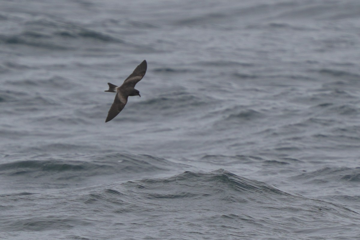 Leach's Storm-Petrel - ML623980210