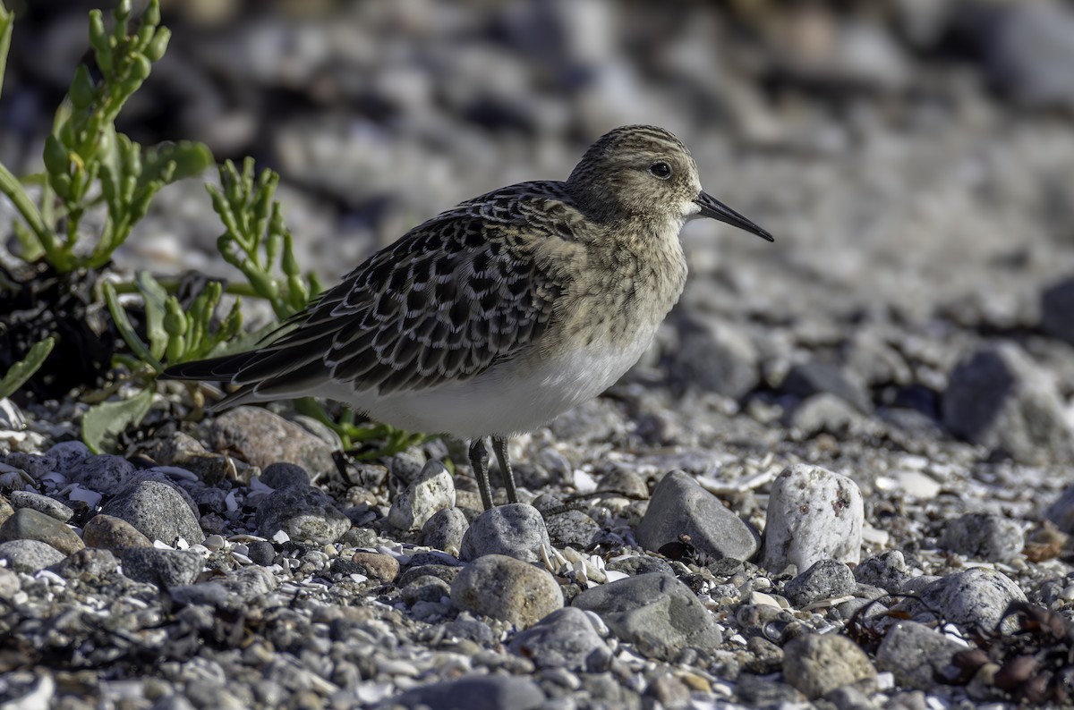 Baird's Sandpiper - Sylvie Martel / Gaétan Giroux