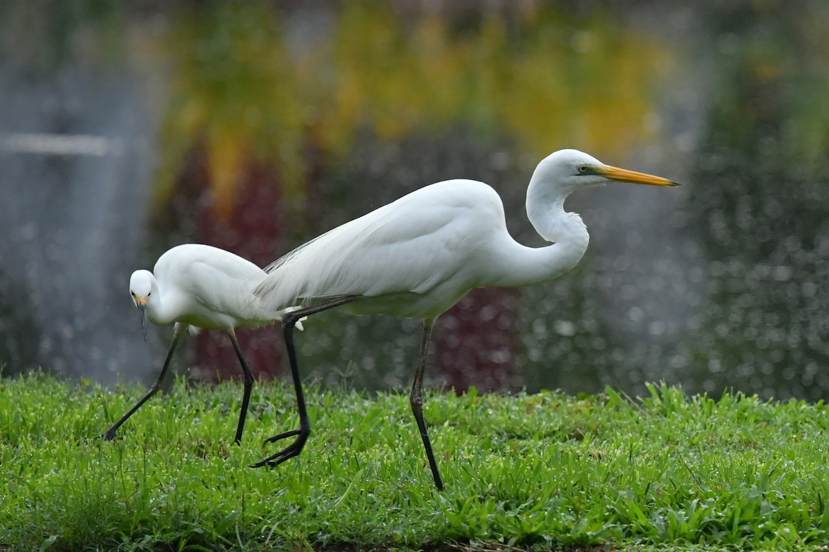 Great Egret (modesta) - ML623980237