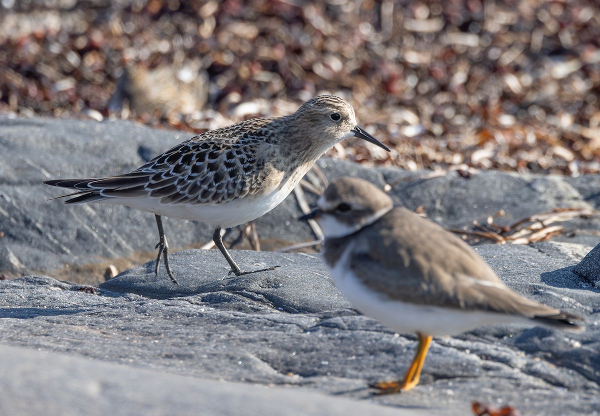 Baird's Sandpiper - ML623980246