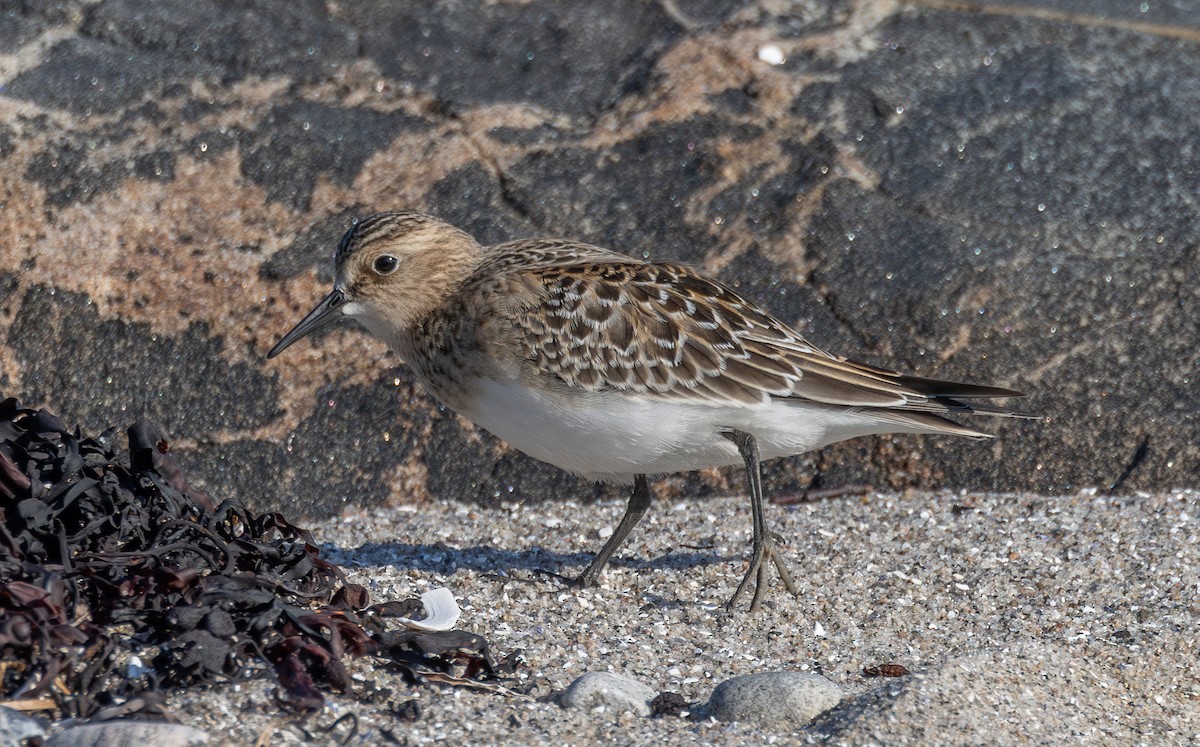 Baird's Sandpiper - ML623980252