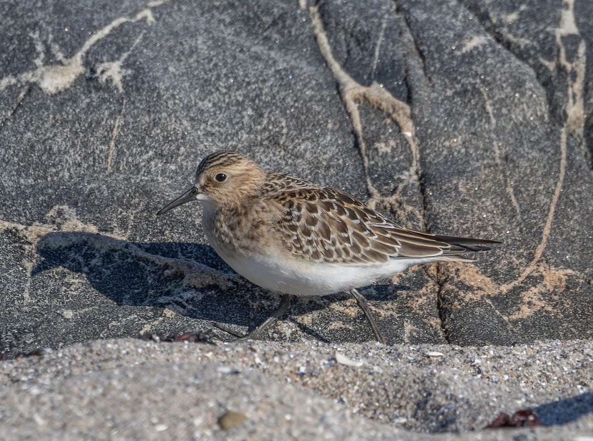 Baird's Sandpiper - ML623980253