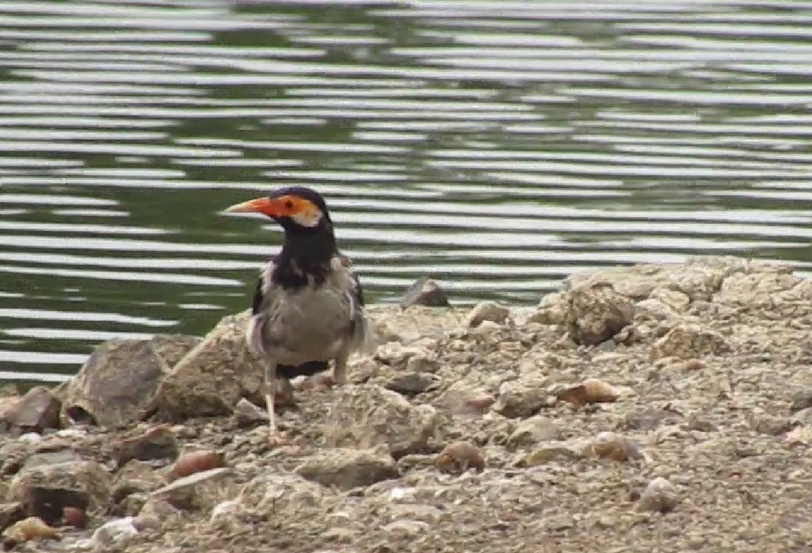 Indian Pied Starling - ML623980318