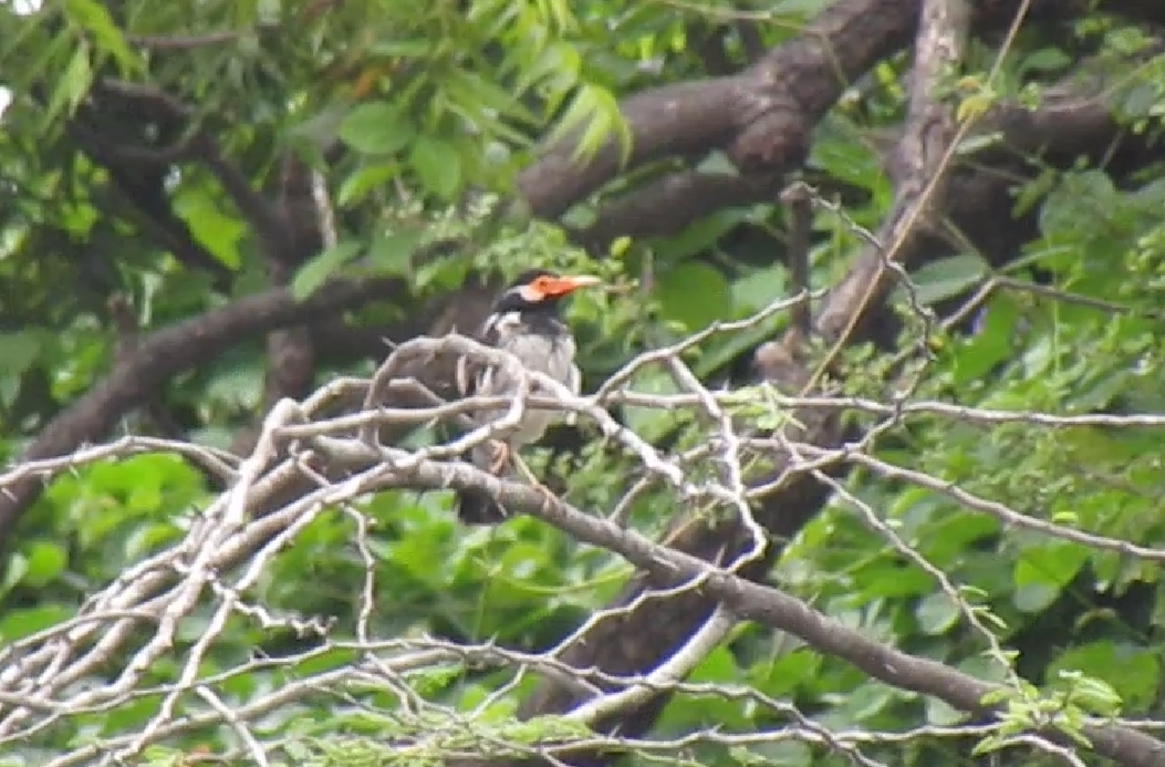 Indian Pied Starling - ML623980329