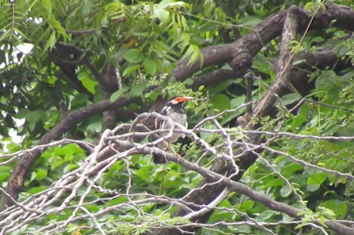 Indian Pied Starling - ML623980330