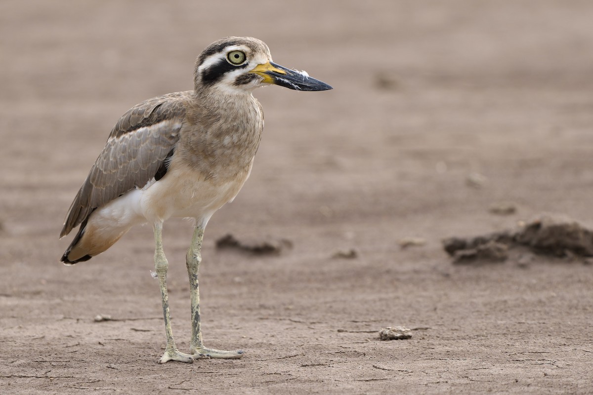 Great Thick-knee - ML623980333