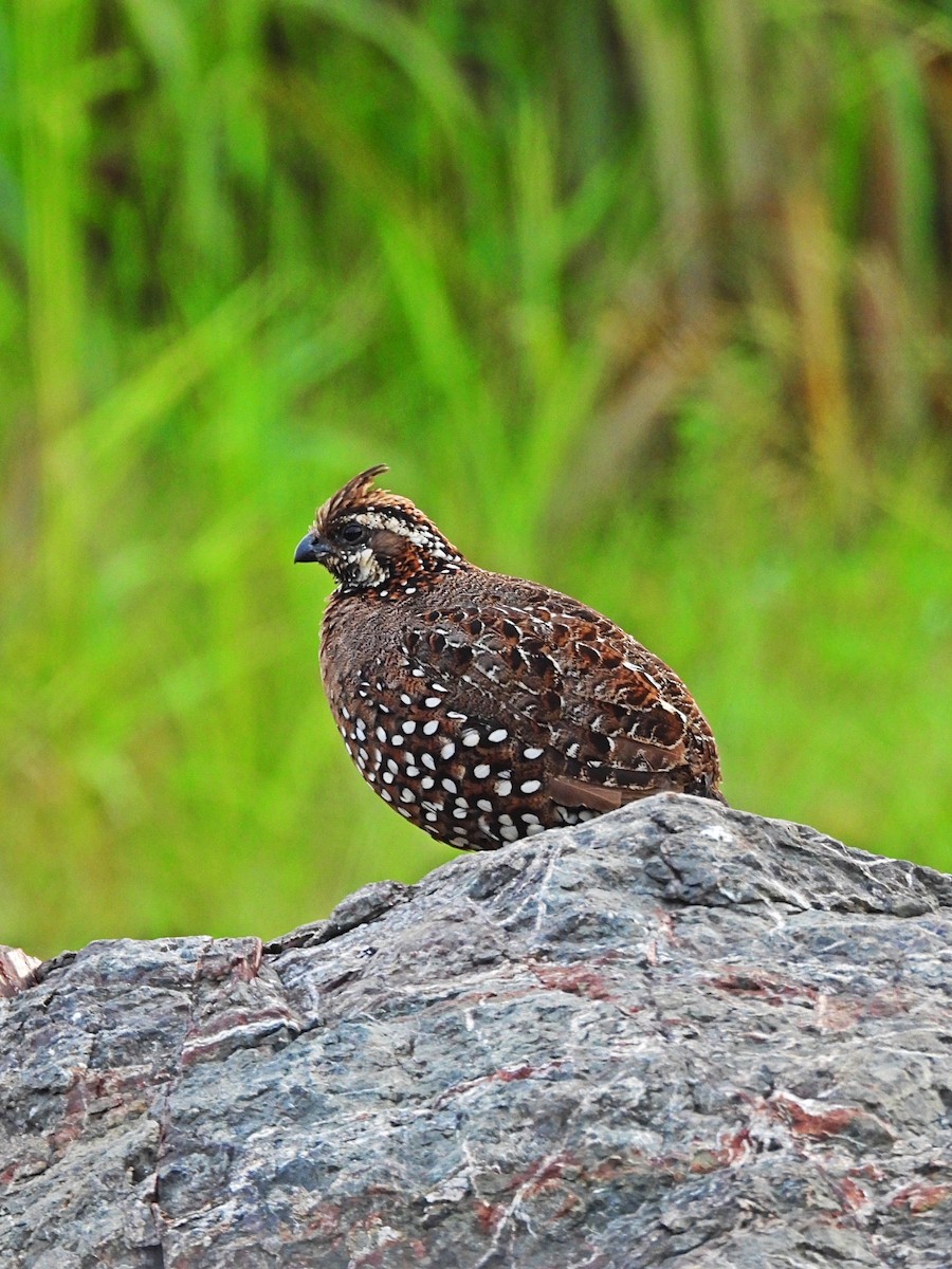 Spot-bellied Bobwhite - ML623980338