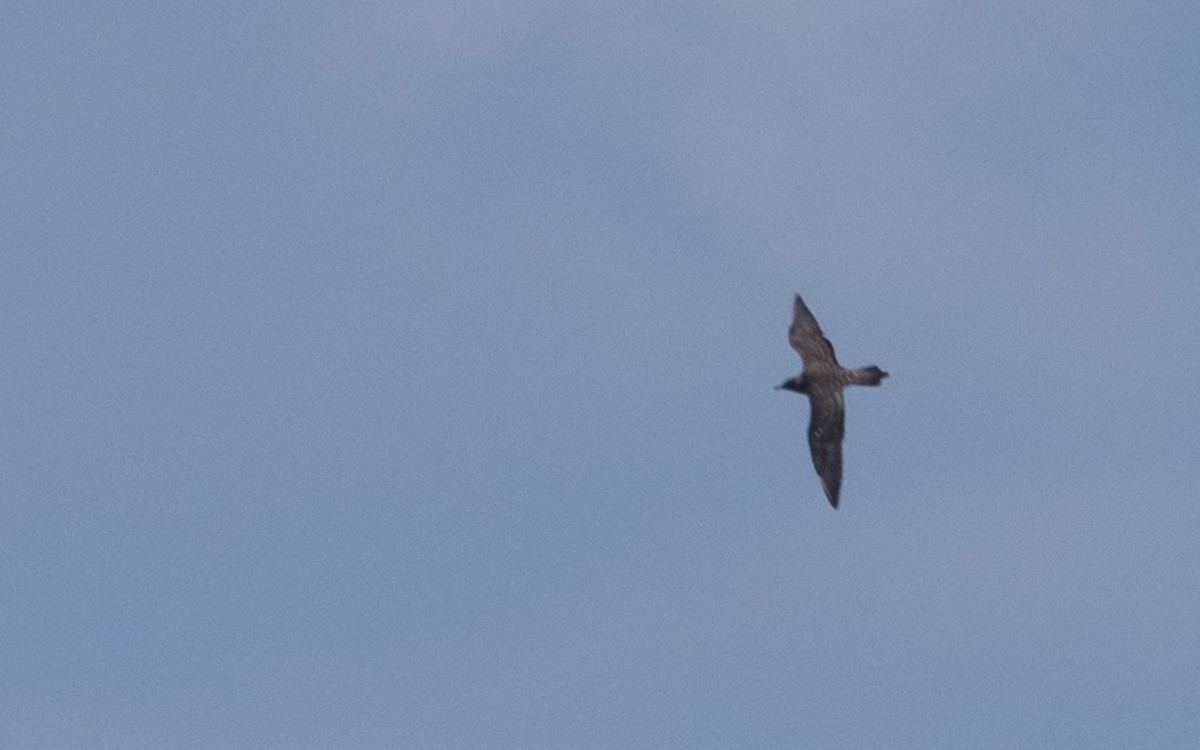 Long-tailed Jaeger - ML623980342
