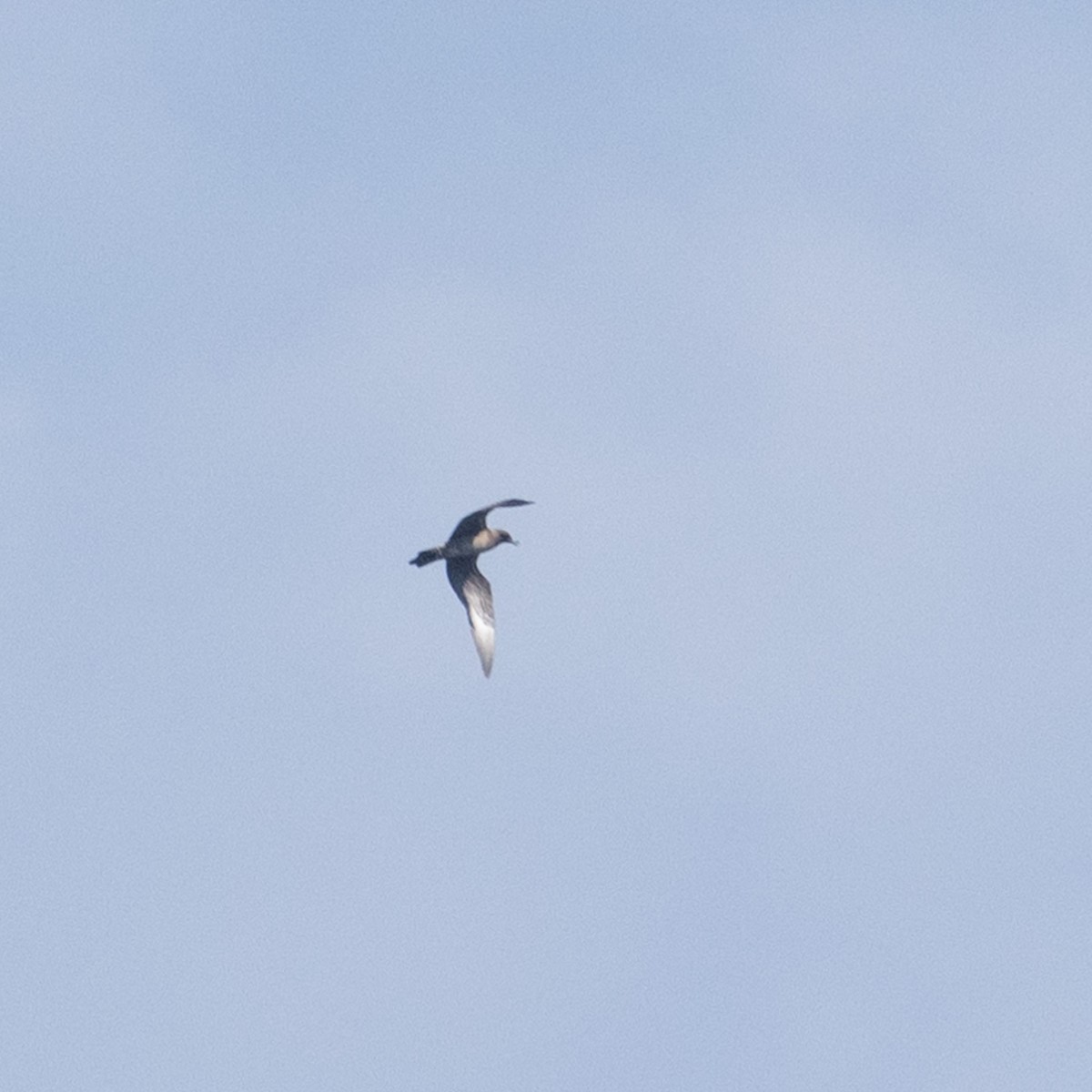 Long-tailed Jaeger - ML623980343
