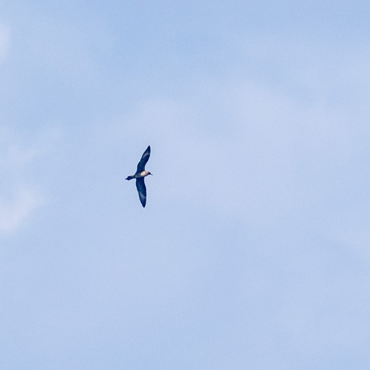 Long-tailed Jaeger - ML623980344