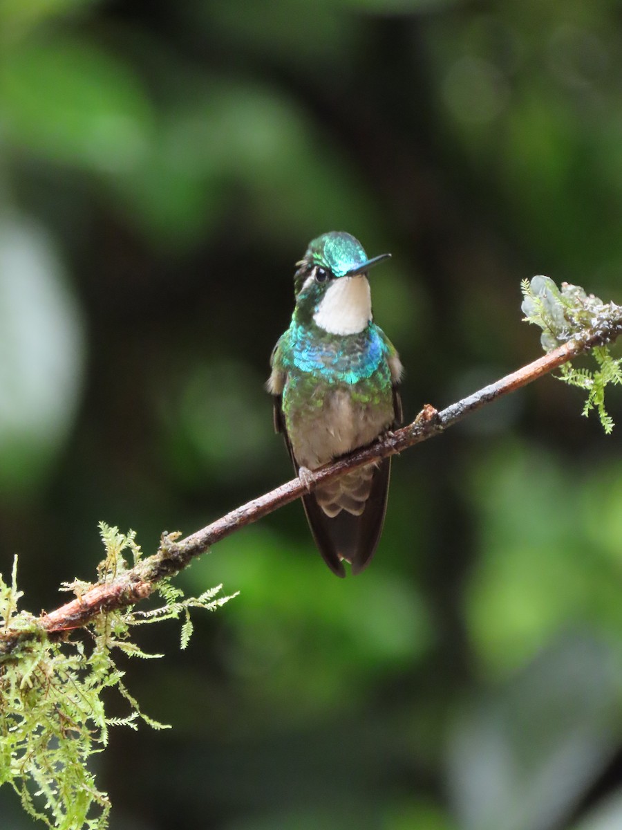 White-throated Mountain-gem - ML623980357