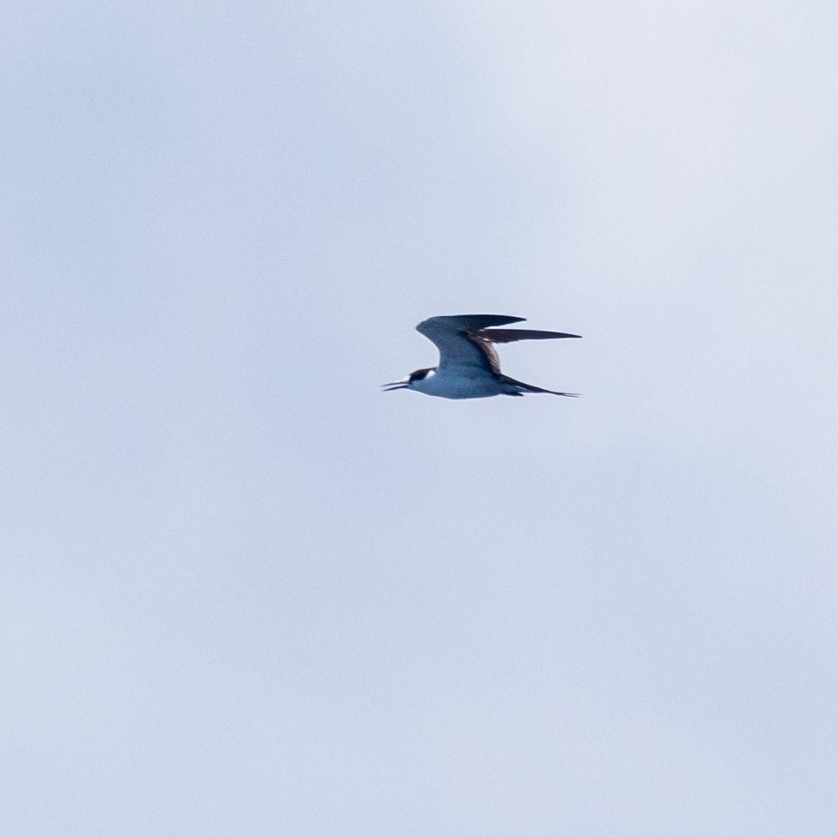 Sooty Tern - ML623980378