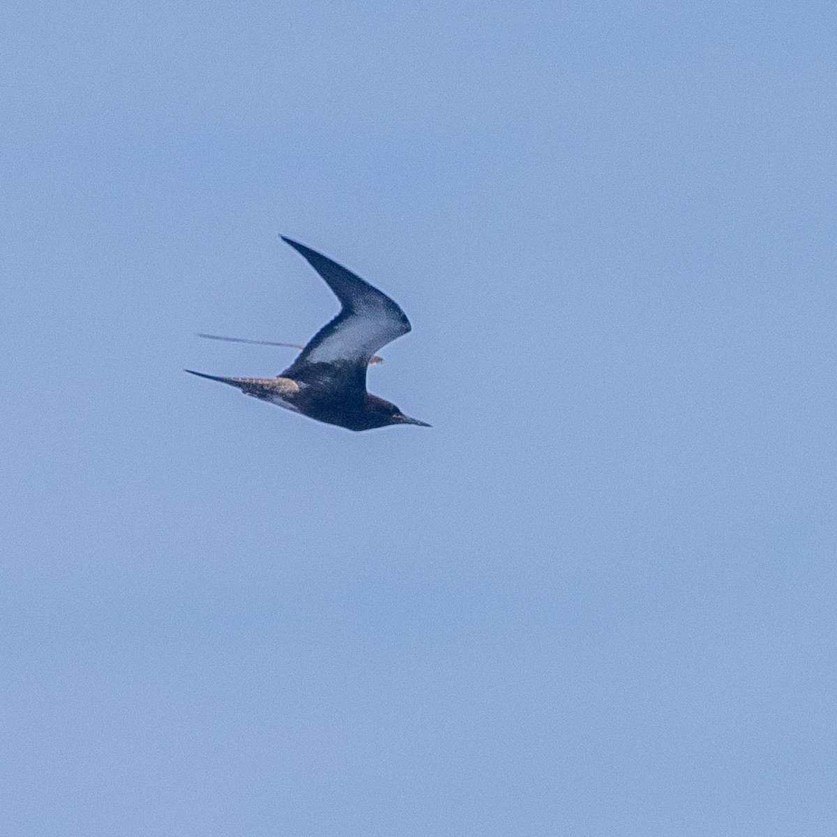 Sooty Tern - ML623980382