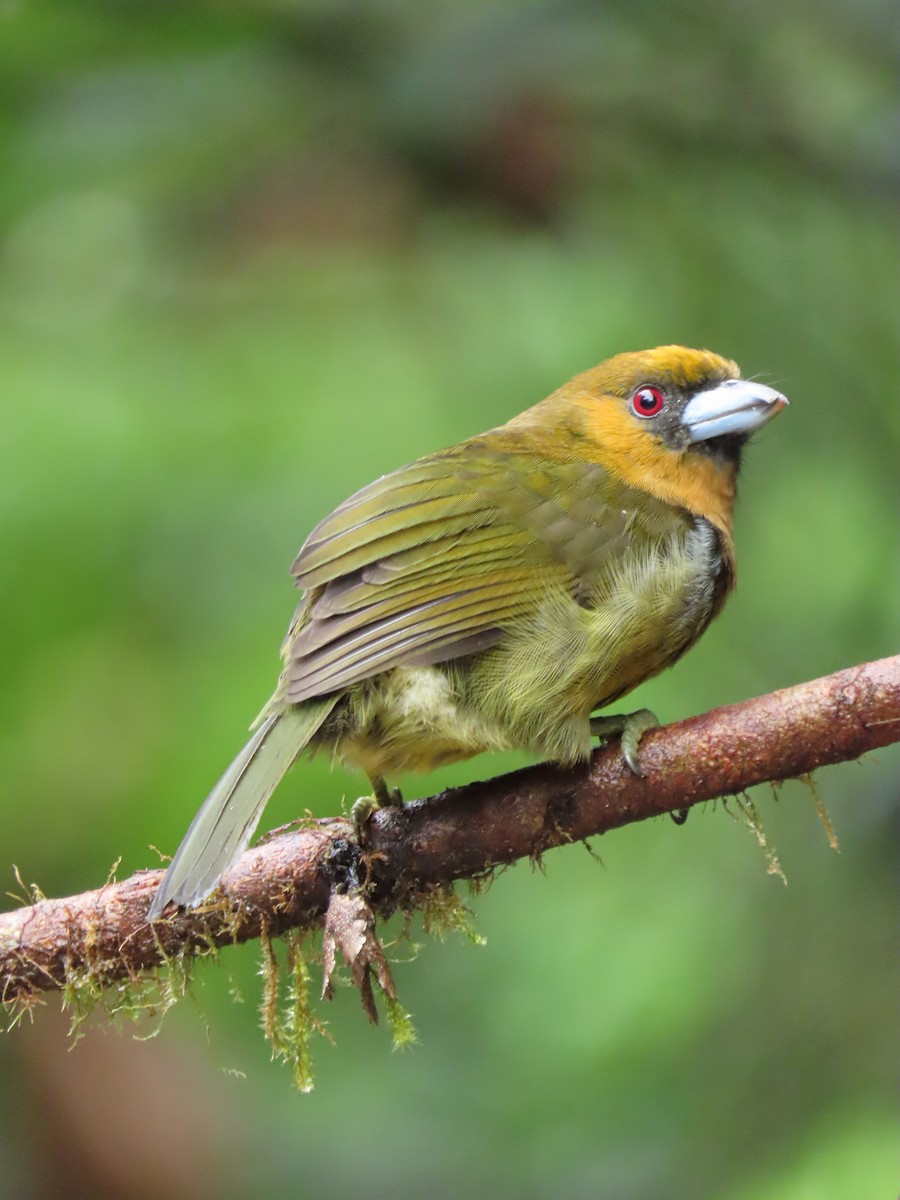 Prong-billed Barbet - ML623980388