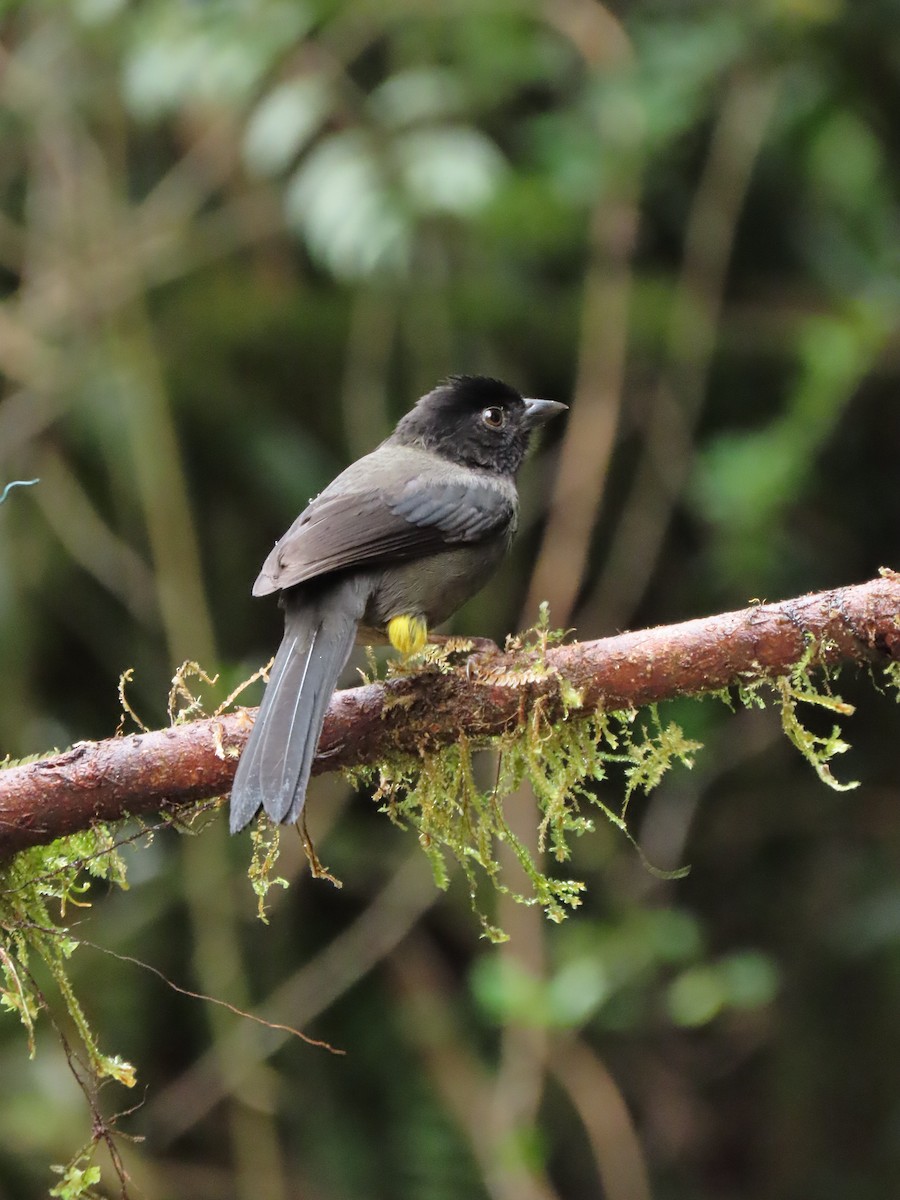 Yellow-thighed Brushfinch - ML623980400