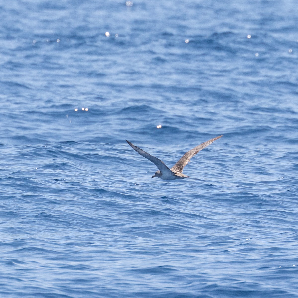 Cory's Shearwater (Scopoli's) - Skip Cantrell