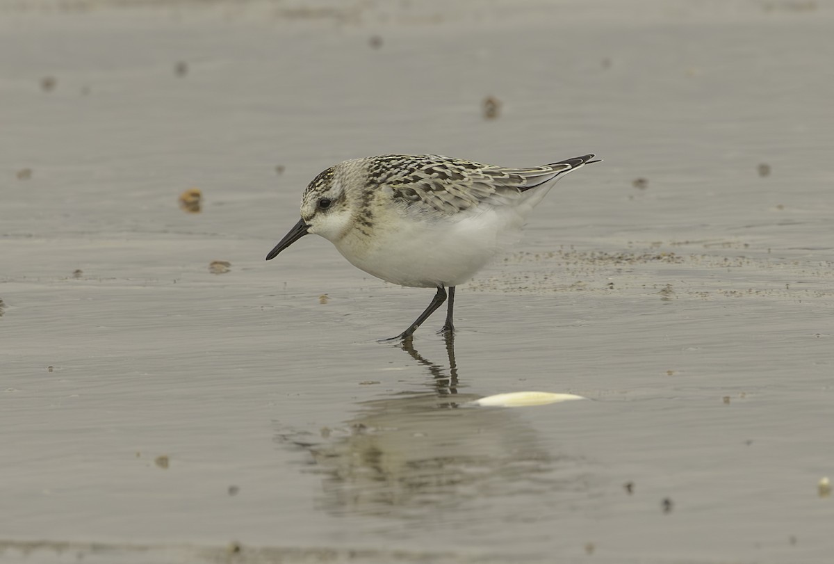 Semipalmated Sandpiper - ML623980460