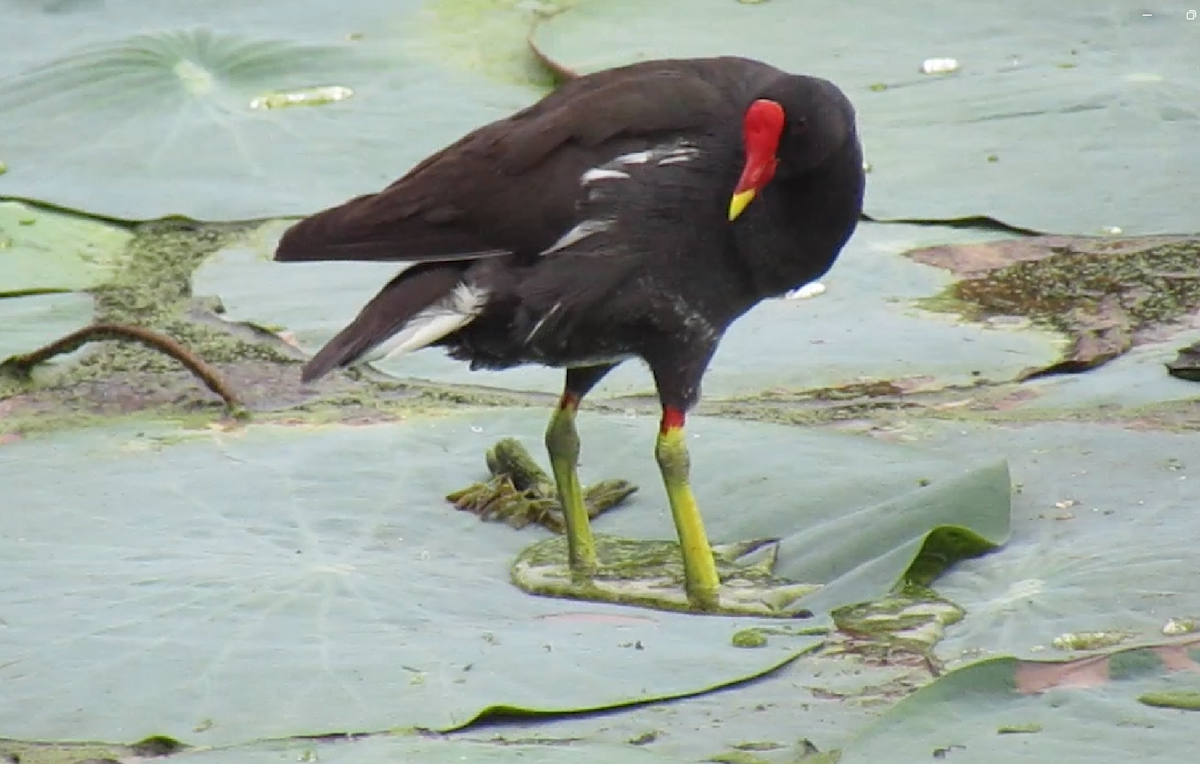 Eurasian Moorhen - ML623980473