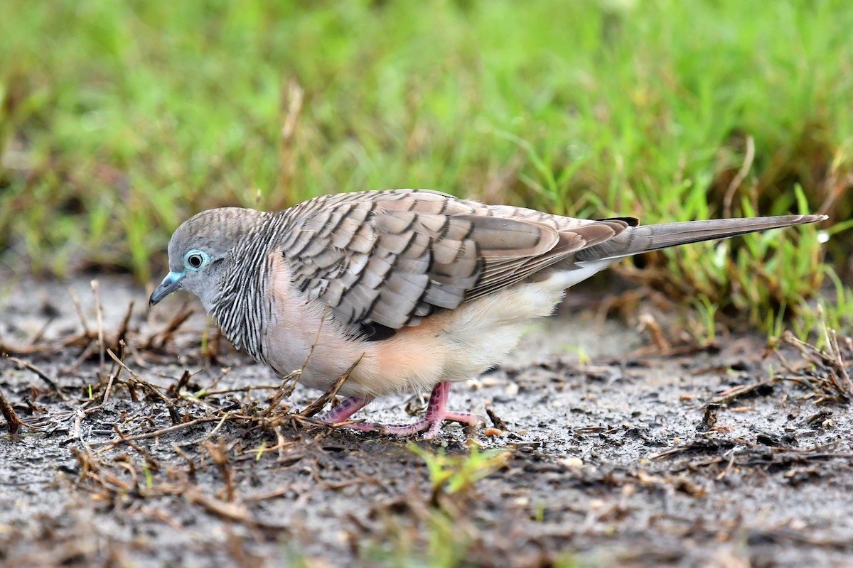 Peaceful Dove - ML623980475