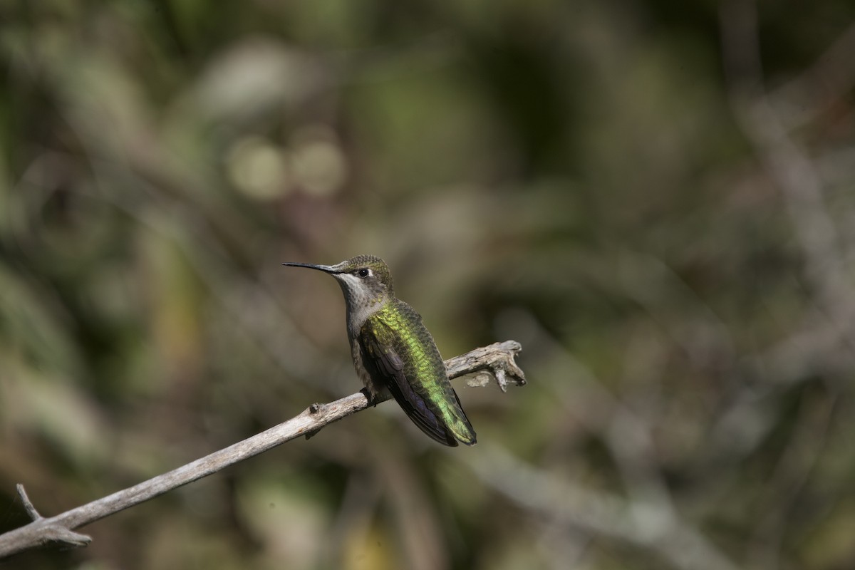 Ruby-throated Hummingbird - ML623980478