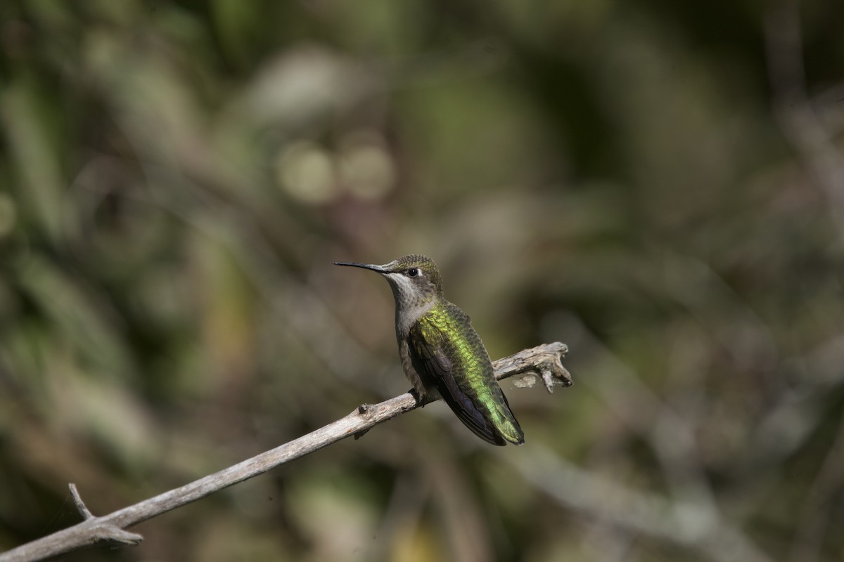 Ruby-throated Hummingbird - ML623980479