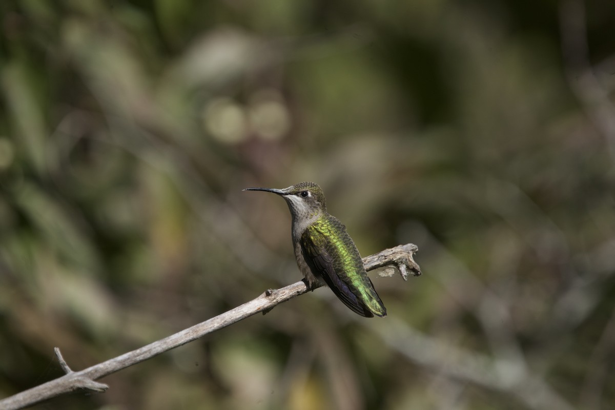 Ruby-throated Hummingbird - ML623980480