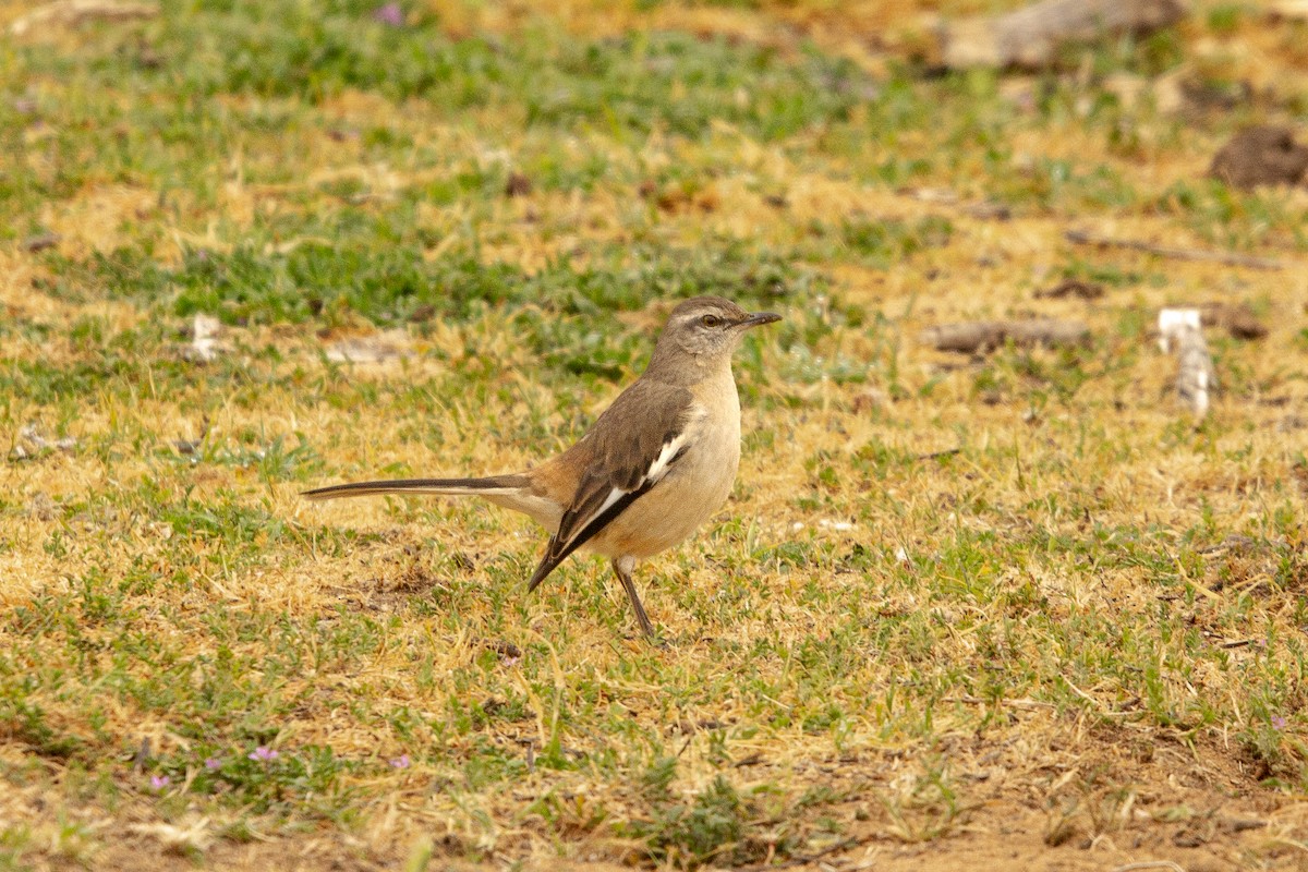 White-banded Mockingbird - Valentina Espinoza