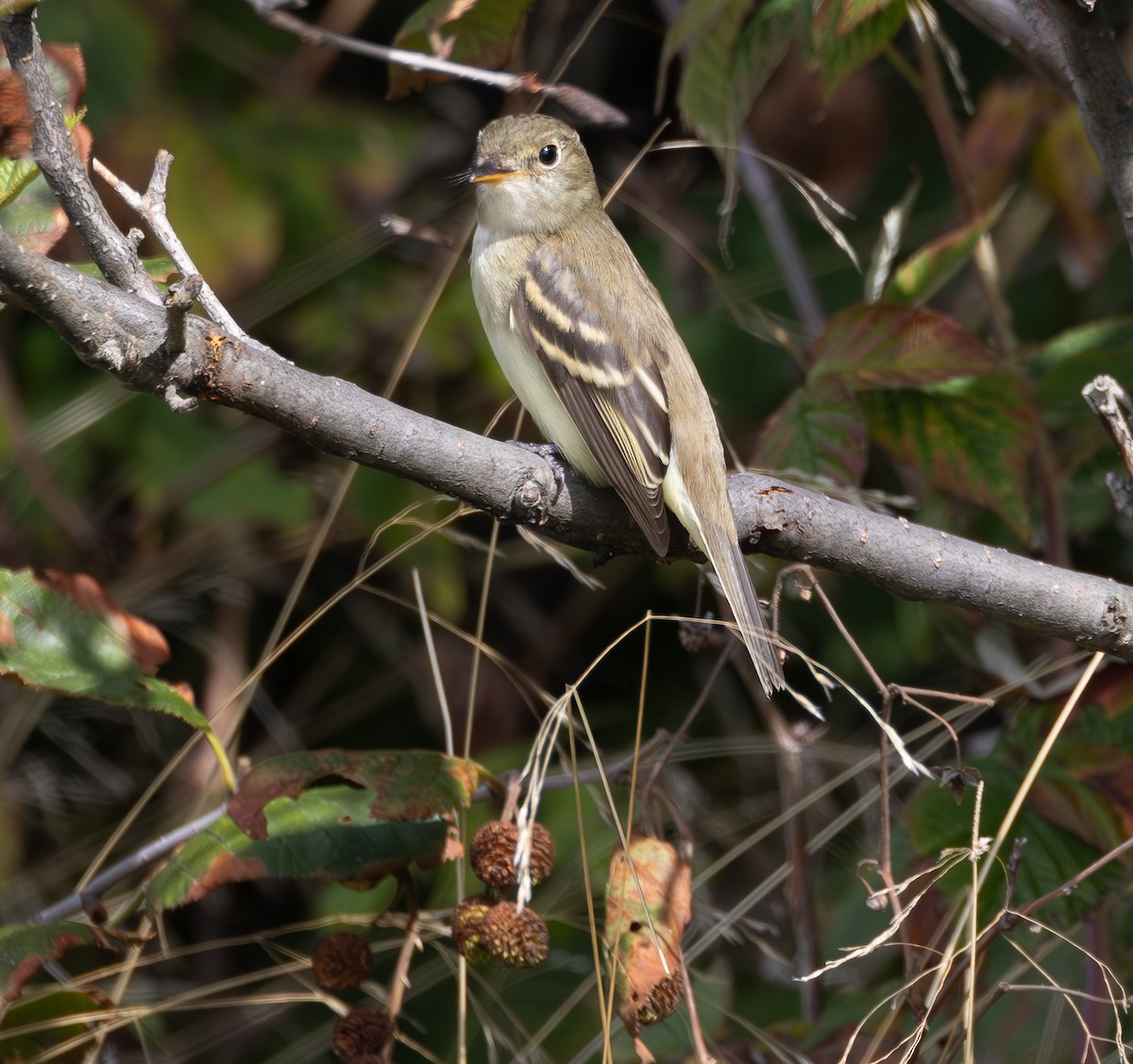 Least Flycatcher - ML623980489