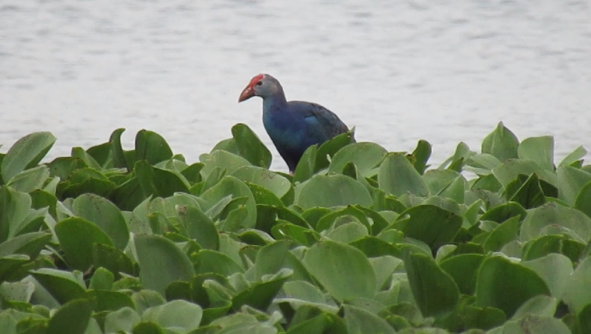 Gray-headed Swamphen - ML623980492